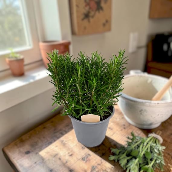 Carbeth Plants Rosemary Bush in 14cm Pot - Hardy, Fragrant Herb Plant