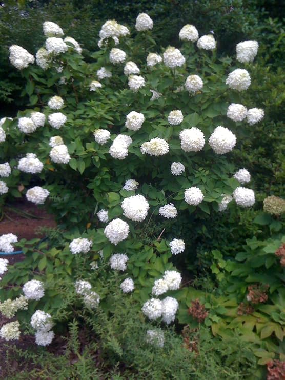 Hydrangea Paniculata 'Limelight' Panicle Hydrangea, 3 Gallon