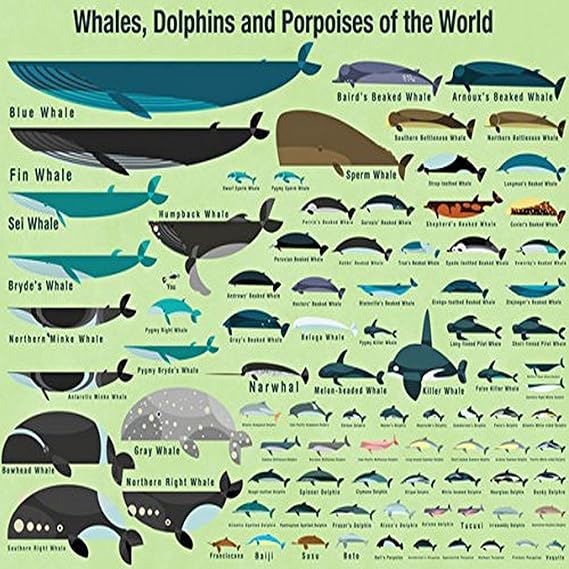 Oopsy Daisy Fine Art for Kids Whales, Dolphins and Porpoises of The World Canvas Wall Art by Daviz, 24 x 18"
