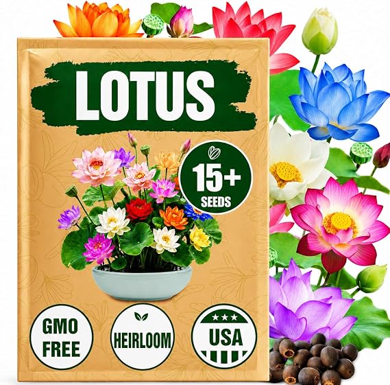 Rare Lotus Seeds for Planting 15 Pre-Cut Bonsai Lotus Flower Seeds in Water Non-GMO, Heirloom - Grow Stunning Lotus Flowers in Ponds & Gardens (Nelumbo Nucifera)
