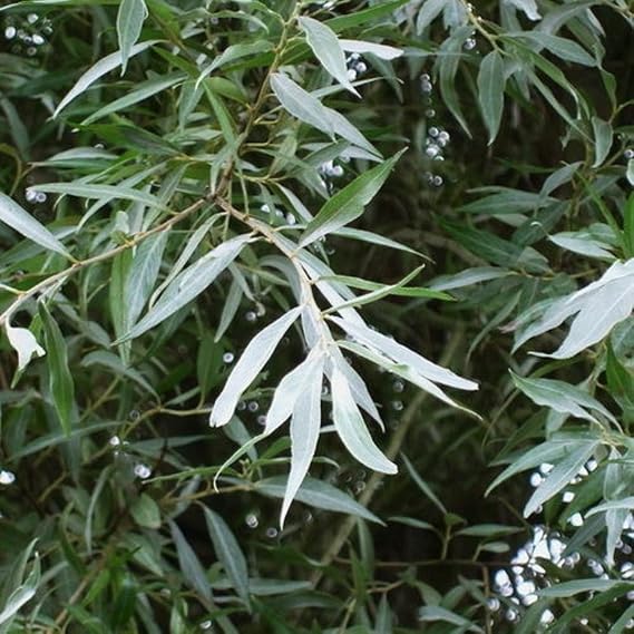 White Willow Tree Salix Alba