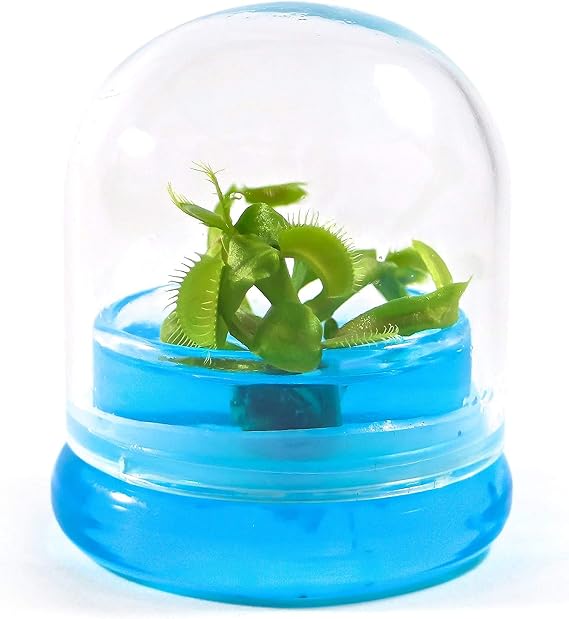 BLOOMIFY Venus Flytrap Terrarium - Zero Care - 100% Growth Guarantee - 2.5" Dome