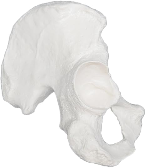 Hip Bone Model - Left - Anatomically Accurate Human Coxal Bone Replica - hBARSCI