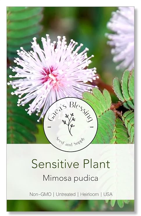 Gaea's Blessing Seeds - Sensitive Plant Seeds - with Easy to Follow Planting Instructions - Non-GMO Seeds, Touch Me Not, Mimosa Pudica, Moving Plant, Shameful Plant, Shy Plant