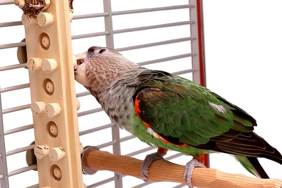 Woodberry - Medium Bolt-On Parrot Toy