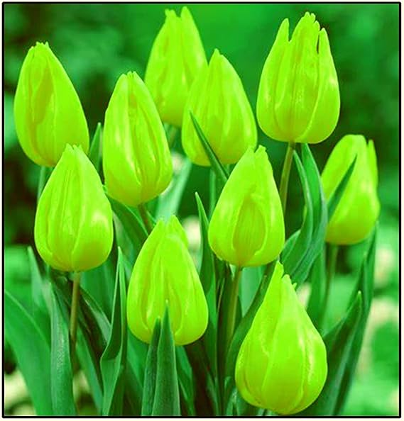 10 "Green Power Tulip Bulbs - Rare All Green Tulips - Only from CZ Grain in Iowa, USA