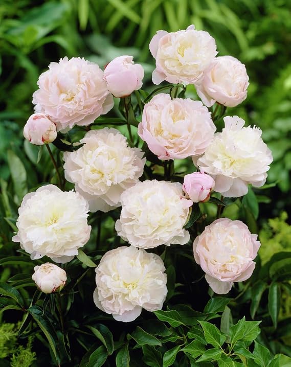 Shirley Temple Garden Peony: Paeonia lactiflora - 1 bulb