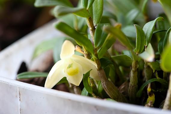Mini Dendrobium nobile  Orchid,Blooming Size,20+pseudobulbs