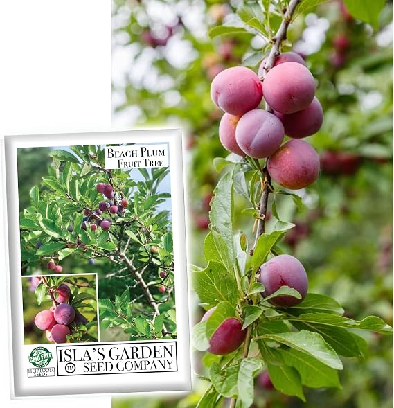 Beach Plum Fruit Tree/Shrub Seeds, 5 Seeds Per Packet, (Isla's Garden Seeds), Non GMO & Heirloom Seeds, Botanical Name: Prunus maritima, Family: Rosaceae