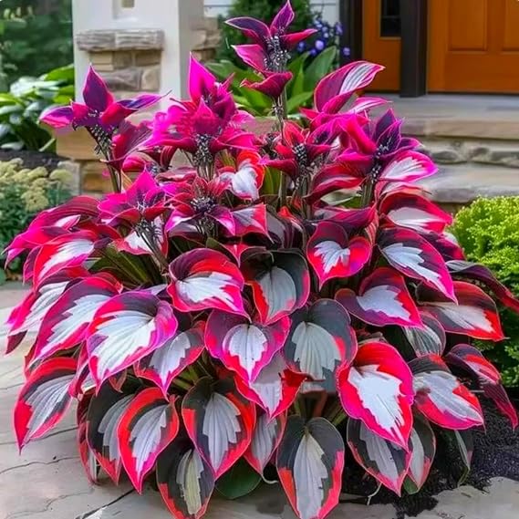 Eye-Catching Hosta, Hardy Perennial Bulbs, Stunning Garden Displays, Professionally Grown-4 Bulbs-E