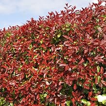 GardenersDream Red Robin Photinia in Pots - Outdoor Garden Ready Evergreen Plants - All Year Round Outdoor Plant - Colourful Christmas Berry Hedging Plant (9cm Pot, 25 Plants)