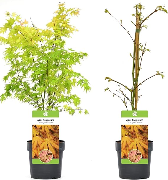 Gardeners Dream Acer Palmatum Orange Dream (20-40 cm incl. Pot) - Japanese Maple Tree Hardy - Japanese Shrubs Plants Hardy - Hardy Plants for Garden Tubs & Patio