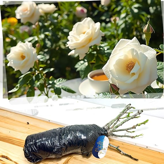 Hardy Bare Root Fragrant White Shrub Rose 'Diamond' – Ideal for Garden Borders, Hedging, Pathway Landscaping, and Flowering Shrubs
