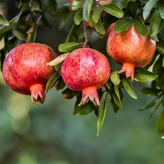 50 Pomegranate Tree Seeds for Planting(Punica granatum) Non-GMO Heirloom Fruit Tree Seed, Ornamental Flowering Shrub with Sweet Edible Fruit, Suitable for Home Garden, Pots & Outdoor Growing