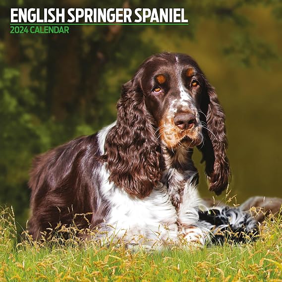 English Springer Spaniel Traditional 2024 Calendar