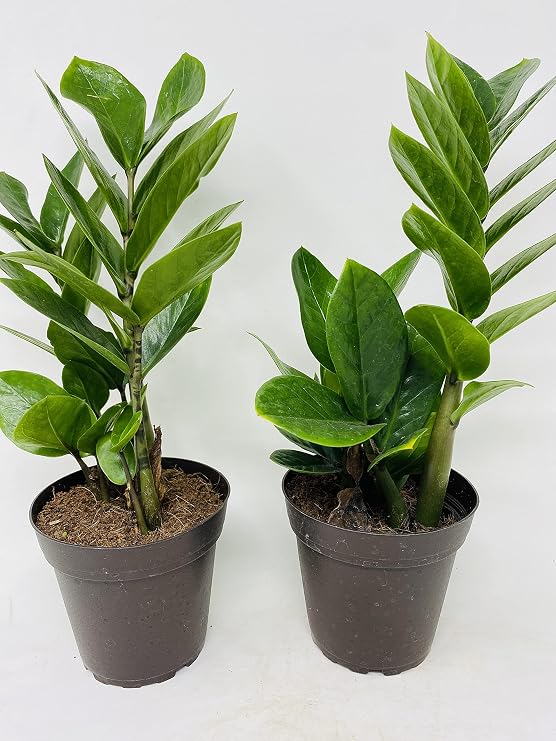 Two Zz Plant - Zamioculcas Zamiifolia - 4'' Pot Only From Jm Bamboo