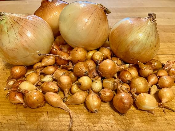 Yellow Onion Sets for Planting Non GMO Garden Bulbs One Pound 120-150 Bulbs