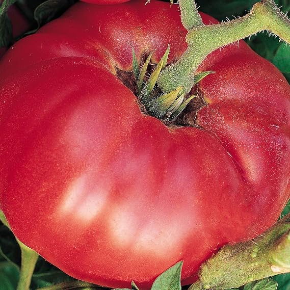 Burpee 'German Johnson' Heirloom, Large Pink Beefsteak Slicing Tomato, 30 Non-GMO Seeds