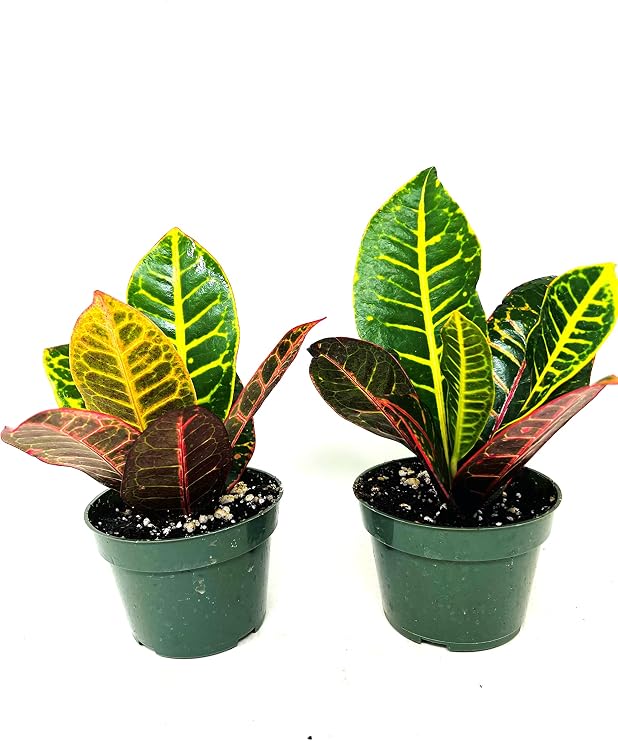 Croton Plant 2PACK 'CODIAEUM VARIEGATUM Petra' 4 inch Pot