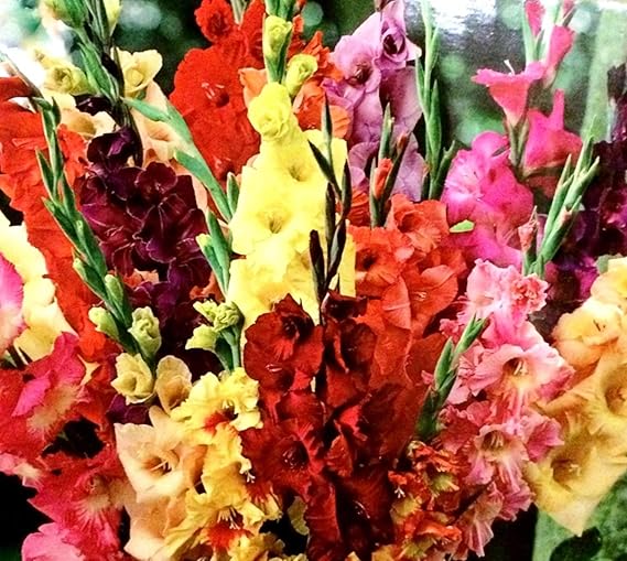 Jumbo (10 Pack) Pastel Mixed Gladiolus Bulbs, Perennializing Gladiolus Flower Bulbs