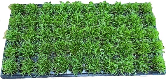 Centipede Grass Plug Tray 100 Count | EZ Plug 50 Grass Plugs Per Tray