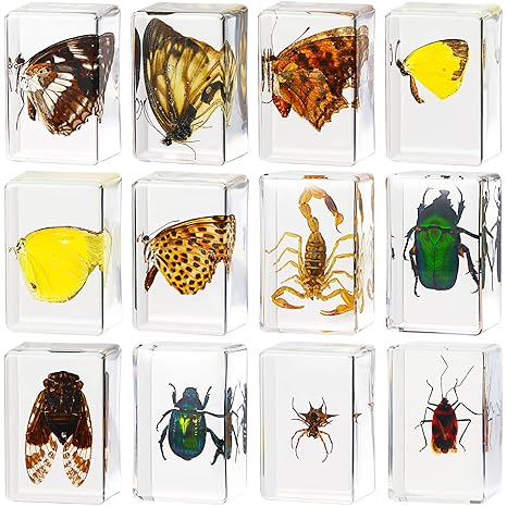 12 Pcs Insect Specimens for Kids Bug Collection Kit, Butterfly