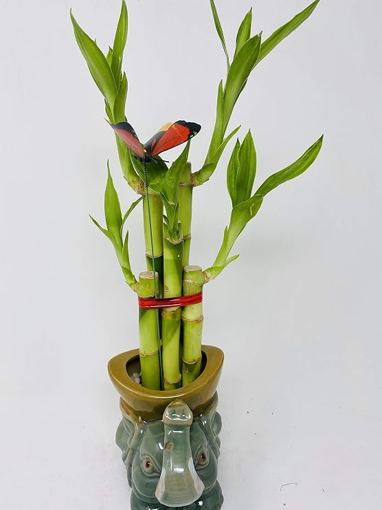 Five Styles Lucky Bamboo in a Ceramic Elephant Vase 5"