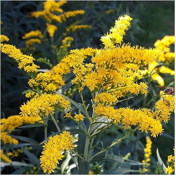 1 Oz Old Field Goldenrod Native Wildflower Seeds - Gold Vault