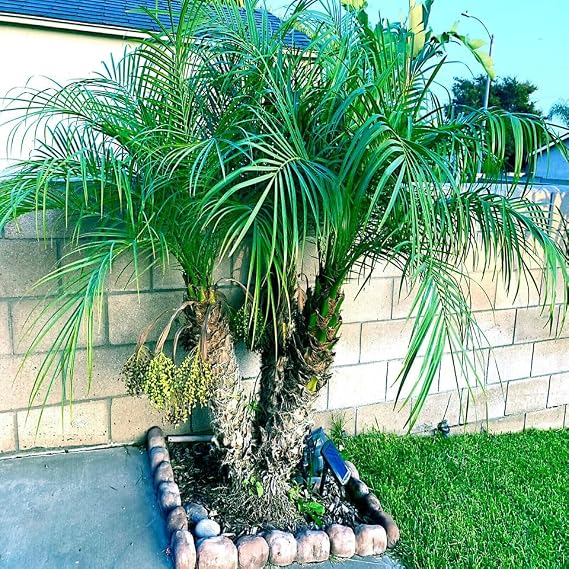 HPGS 10 Seeds - Dwarf Pygmy Date Palm Tree Seeds | Phoenix roebelinii Great Indoor Houseplant, Green