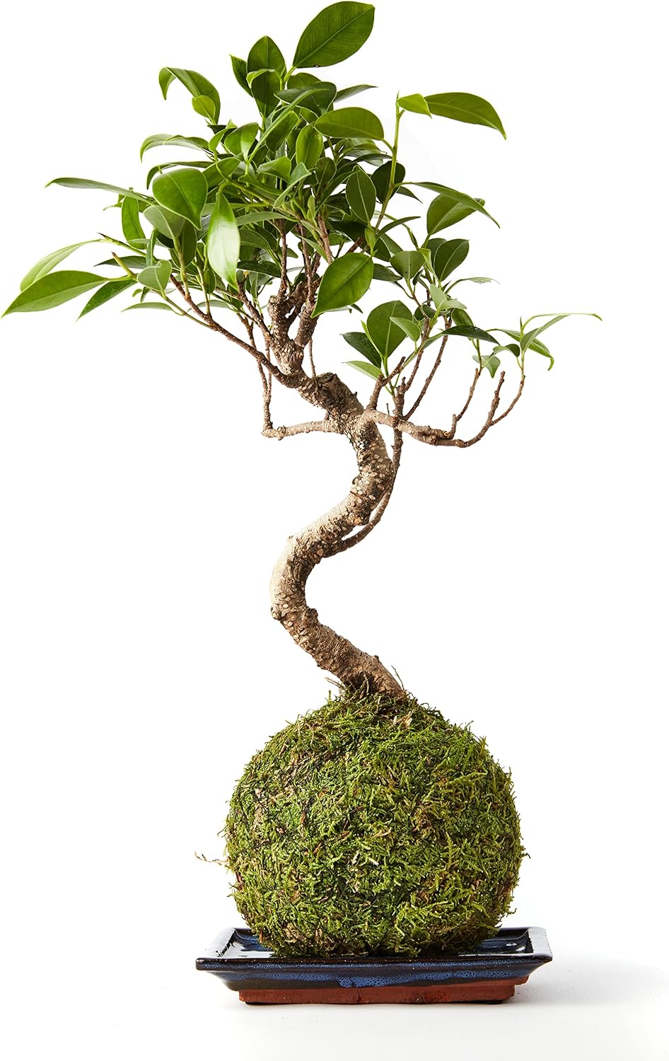 Tranquil Plants | Ficus Ginseng Kokedama Green Moss Ball for Bedroom Office Desk Decor | Home Decor Bonsai Tree Indoor Plant | Gardening Gifts 10 Years Plant with Tray