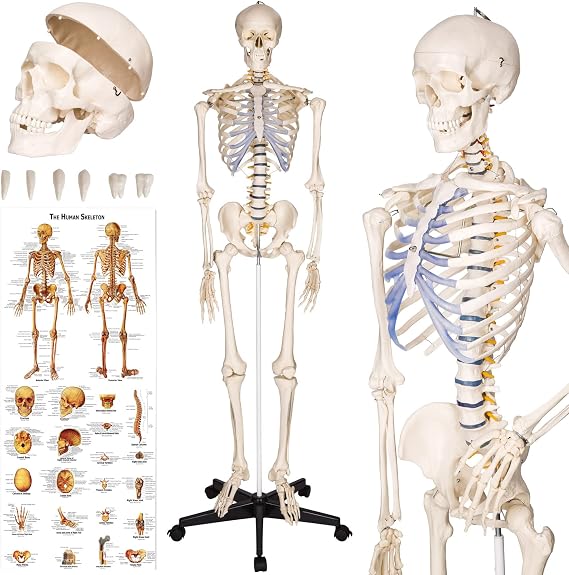 TecTake Anatomy Skeleton Life-Size with Stand Various Models