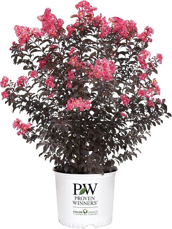 Proven Winners 2 Gal. Center Stage Coral Crape Myrtle Shrub