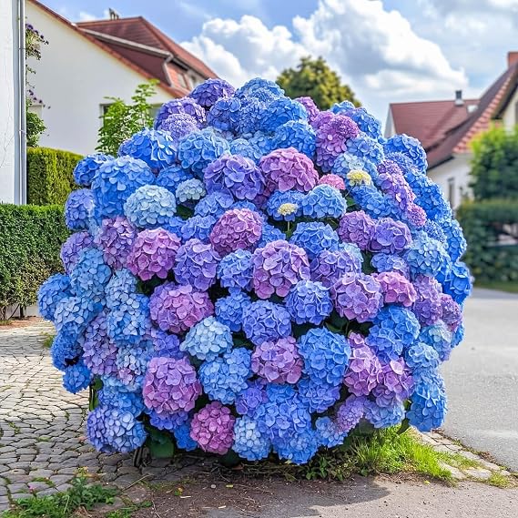 300+ Hydrangea Seeds Bulk Pack, Mixed Hydrangea Perennial Flower Seeds | Beginner-Friendly, Easy to Grow, Simple Seed-Start, for Garden Borders, Patio Containers & Partial Shade Beds