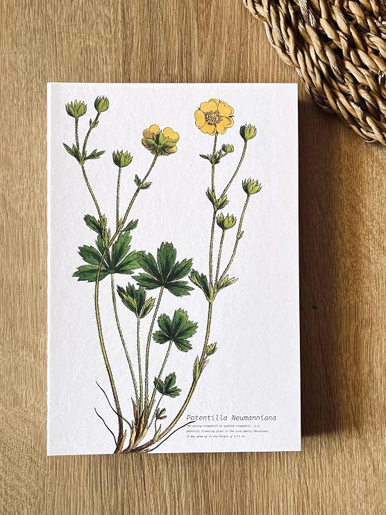 Difference Introduction A5 Striped Notepad with Special Design Printed Cover - 180 Degree Openable, Back Stitched, 100% Handcrafted, Ideal for Office, Planner (Potentilla Neumanniana Cover Design)