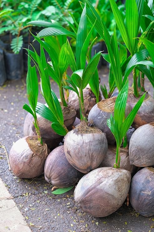 Coconut Tree, Green (Excludes Ca), Size: 12 inch