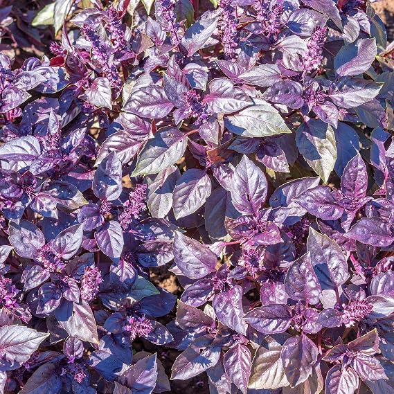 Mountain Valley Seed Co Dark Opal Basil Herb Seeds 1 Lb Heirloom Non-GMO | Purple Basil Herb Garden Seed - AAS Winner - Seed Pouch - Basil Microgreens