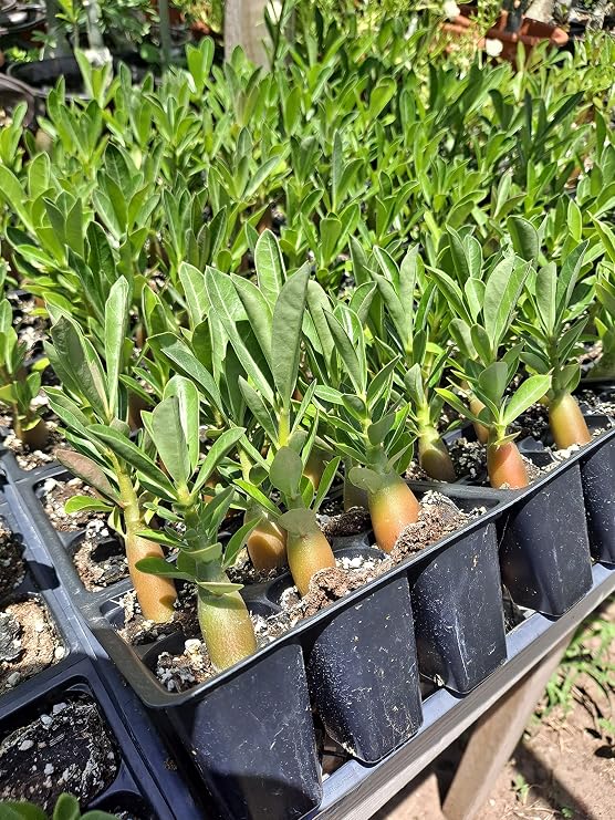 Desert Rose Adenium Obesum seedlings Bundle of 6 Plants Rosa Del Desierto