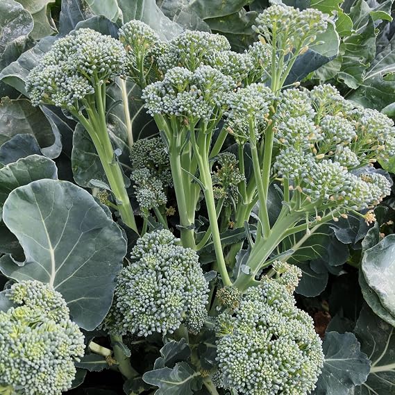 PREMIER SEEDS DIRECT - Broccoli Seeds - TENDERETTE F1-20 Seeds
