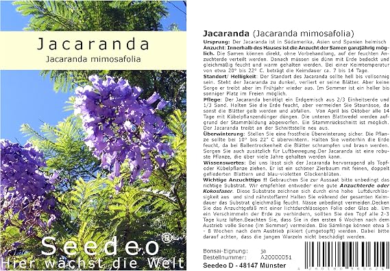 Seedeo® Jacaranda (Jacaranda mimosafolia) 50 Seeds