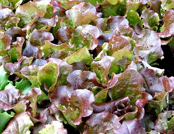 Red Sails Lettuce Seeds