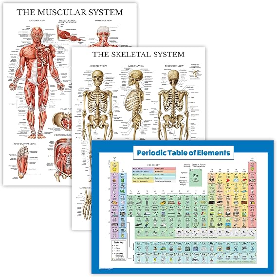 Palace Learning 3 Pack - Muscle + Skeleton + Periodic Table of the Elements for Kids Poster Set - Laminated - 18" x 24"